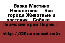 Вязка Мастино Наполетано  - Все города Животные и растения » Собаки   . Пермский край,Пермь г.